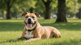 How Long Do Pitbulls Live? A Complete Guide to Your Pitbull Dog's Lifespan