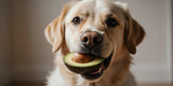 Can Dogs Eat Avocado? The Risks & Safer Alternatives