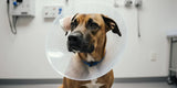 dog ear hematoma surgery recovery wearing a cone to prevent scratching