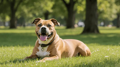 How Long Do Pitbulls Live? A Complete Guide to Your Pitbull Dog's Lifespan