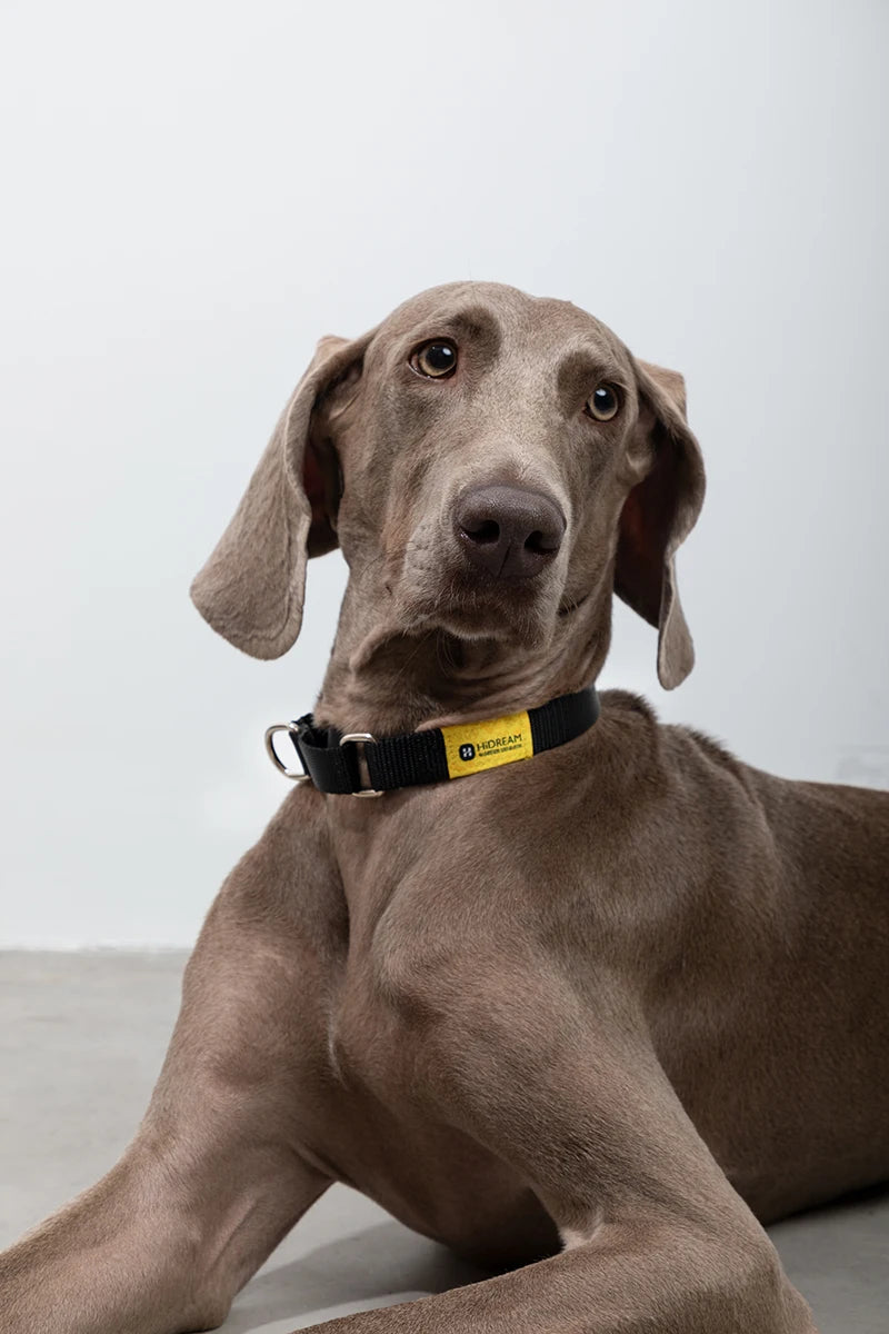 Adjustable Military Training Nylon Dog Collar