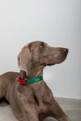 Adjustable Military Training Nylon Dog Collar