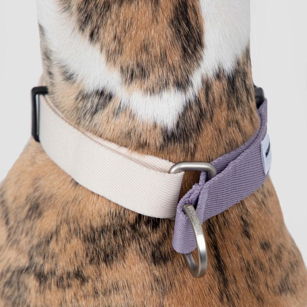 Quick-Release Martingale Dog Collar