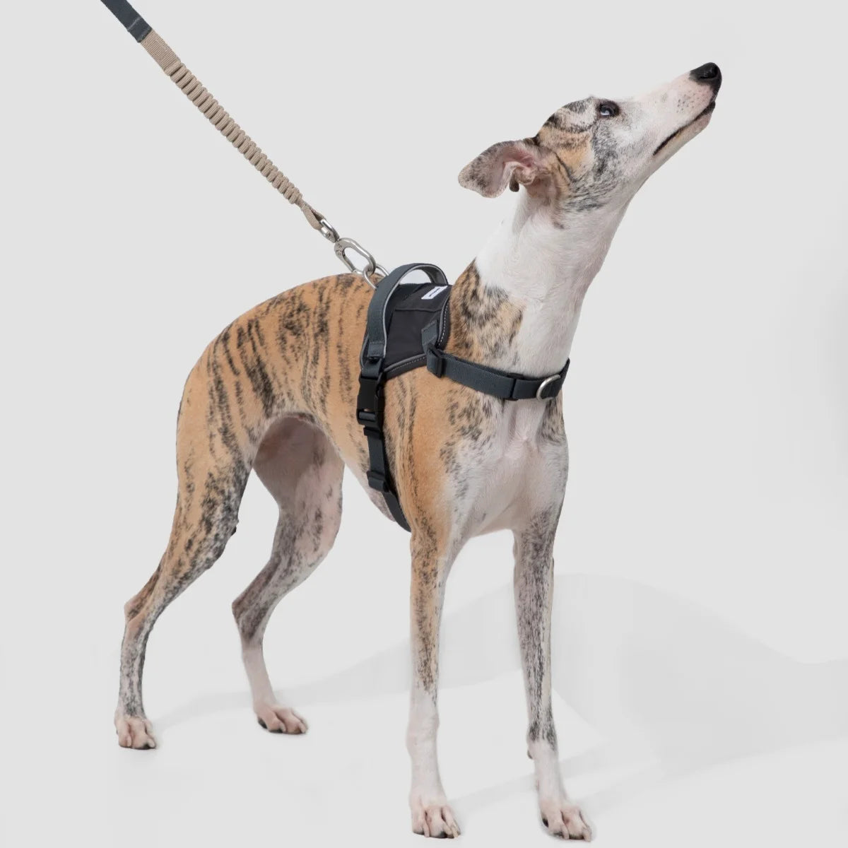 No-Pull Dog Chest Harness #14