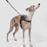 No-Pull Dog Chest Harness #14