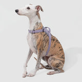 No-Pull Dog Chest Harness #13