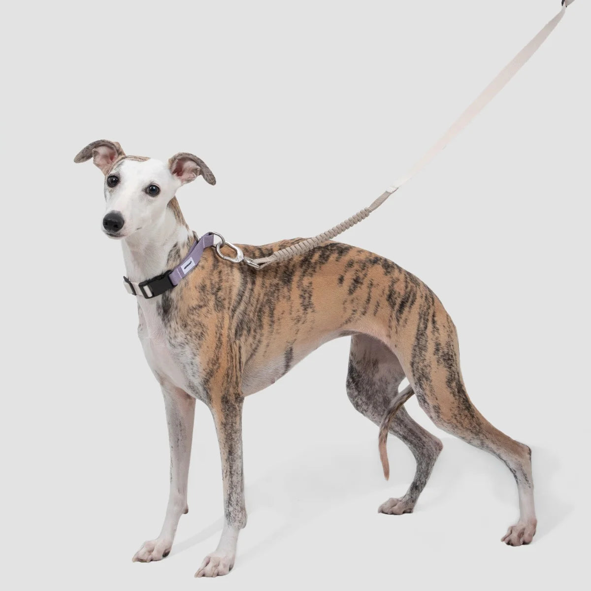 Quick-Release Martingale Dog Collar