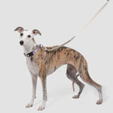 Quick-Release Martingale Dog Collar