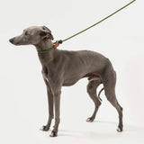 Dog Training Slip Lead Leash