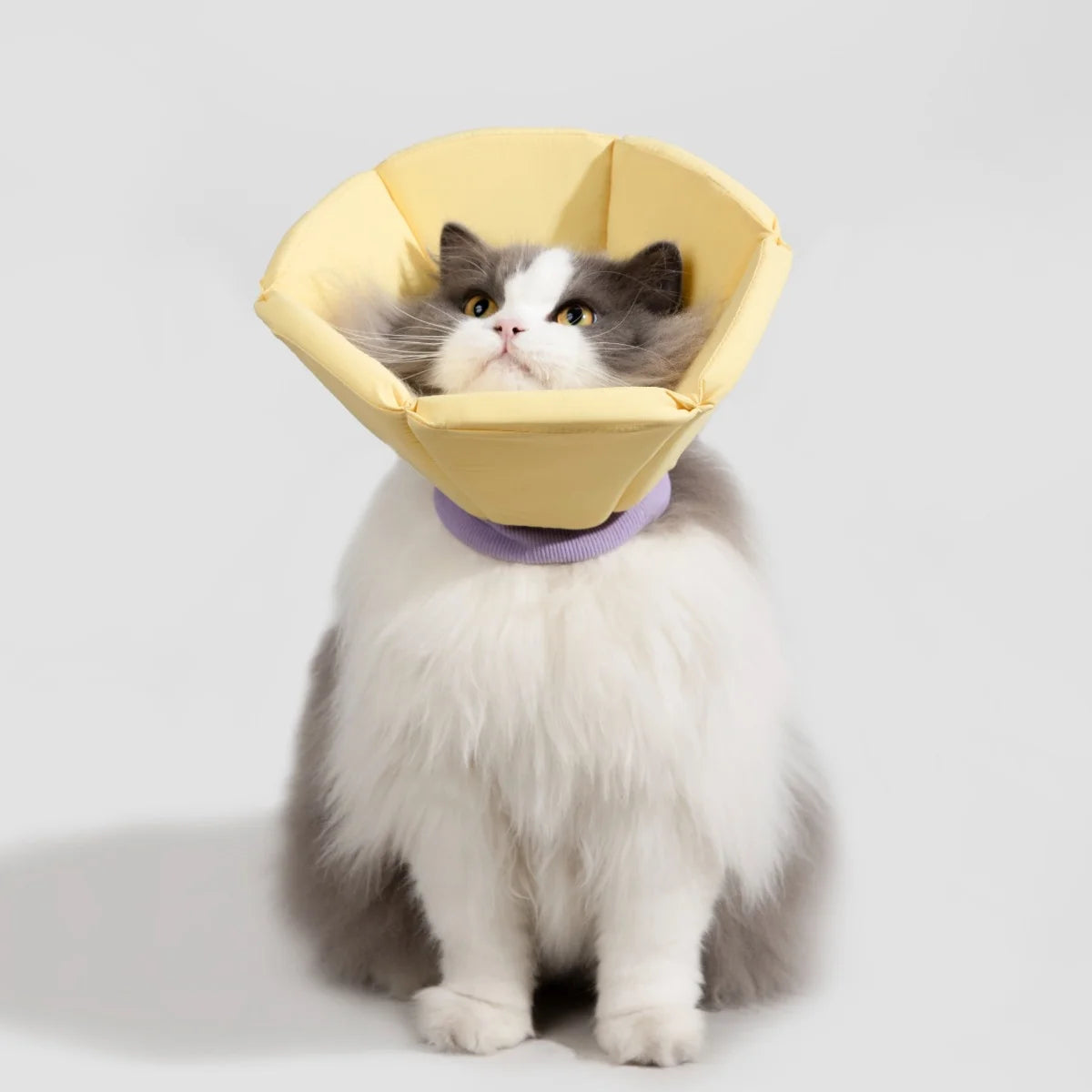 Soft Cat Recovery Cone Collar