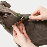 Dog Training Slip Lead Leash