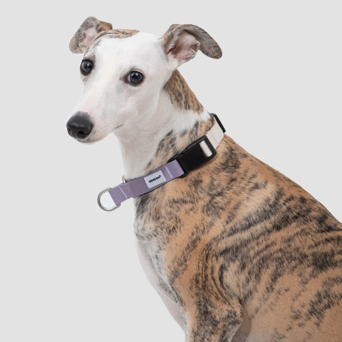 Quick-Release Martingale Dog Collar