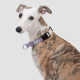 Quick-Release Martingale Dog Collar
